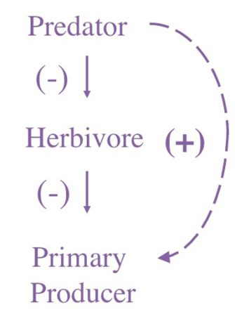 Figura 3 - Schema di una cascata trofica a tre livelli. [Fonte: https://www.nature.com/scitable/knowledge/library/trophic-cascades-across-diverse-plant-ecosystems-80060347/]