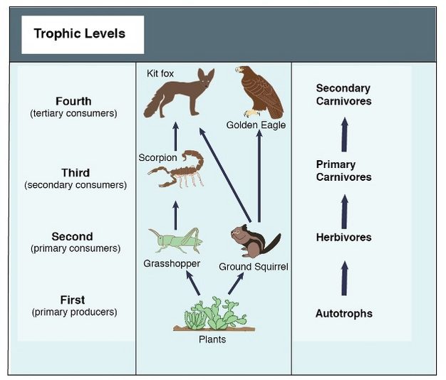 Figura 2 - Un semplice food web per una prateria desertica rappresentativa. In questo diagramma vengono evidenziati i livelli tropici. [Fonte: https://www.nature.com/scitable/knowledge/library/food-web-concept-and-applications-84077181/]