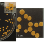 Neurospora intermedia