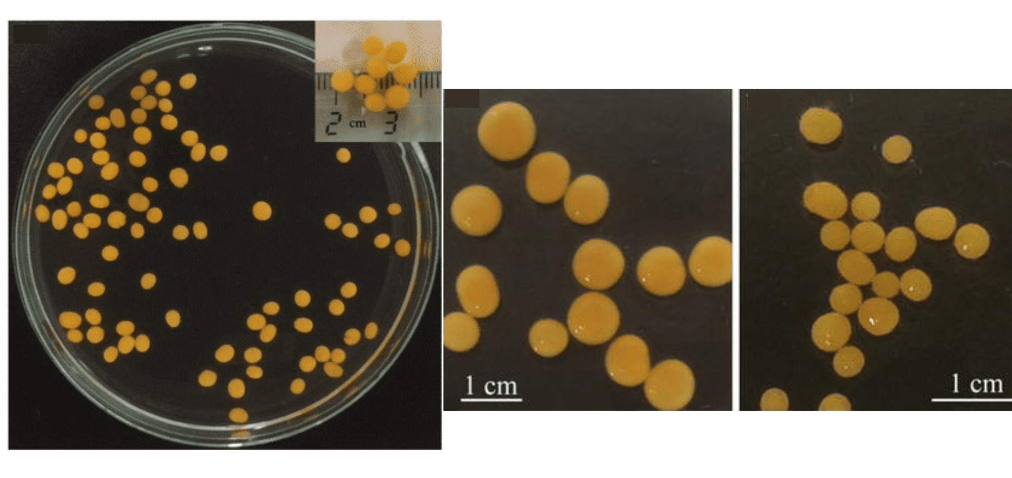 Neurospora intermedia è un fungo di colore arancione che si nutre di residui vegetali non direttamente consumabili dall'uomo.