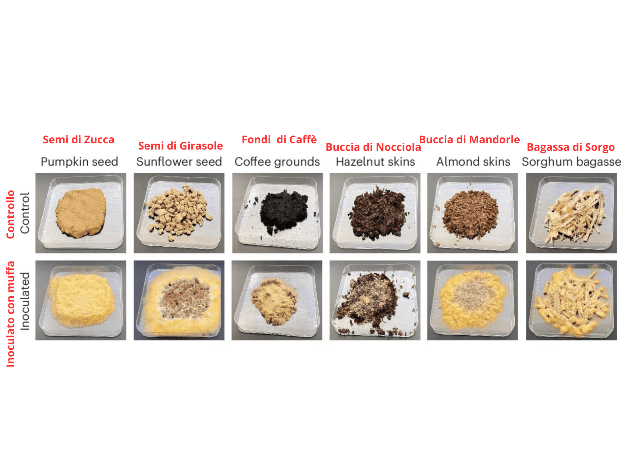 Neurospora intermedia cresce su diversi substrati di sottoprodotti di rilevanza industriale. 