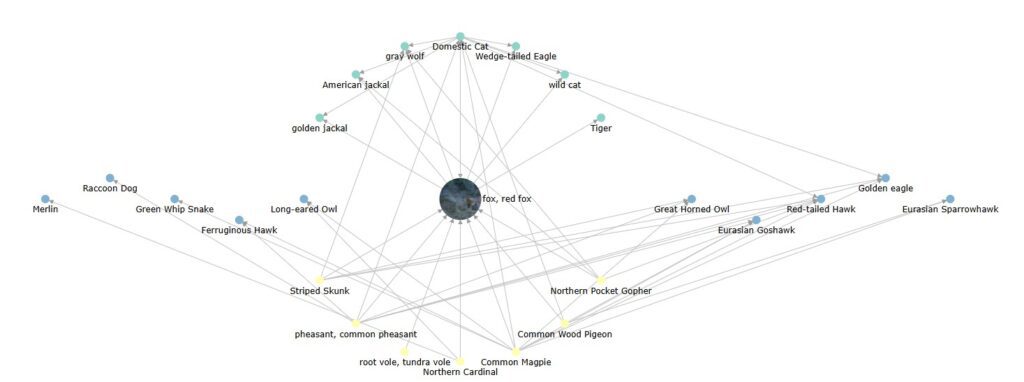 Figura 1 - Food web della volpe rossa, Vulpes vulpes. Ogni specie è collegata ai suoi predatori e alle sue prede. [Fonte: https://eol.org/pages/328609]