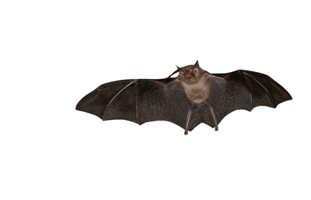 Figura 1 - Esemplare di pipistrello calabrone (Craseonycteris thonglongyai). [Fonte: https://www.inaturalist.org/taxa/41399-Craseonycteris-thonglongyai/browse_photos]