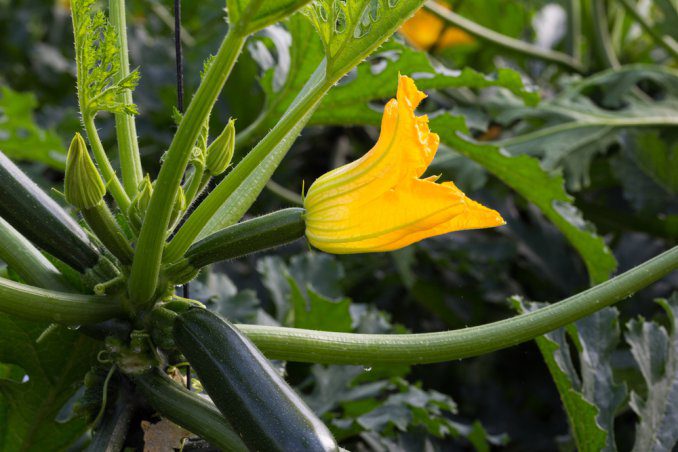 Coltivare le Zucchine in Casa: Guida Completa