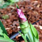 Come si coltiva la curcuma: Guida completa