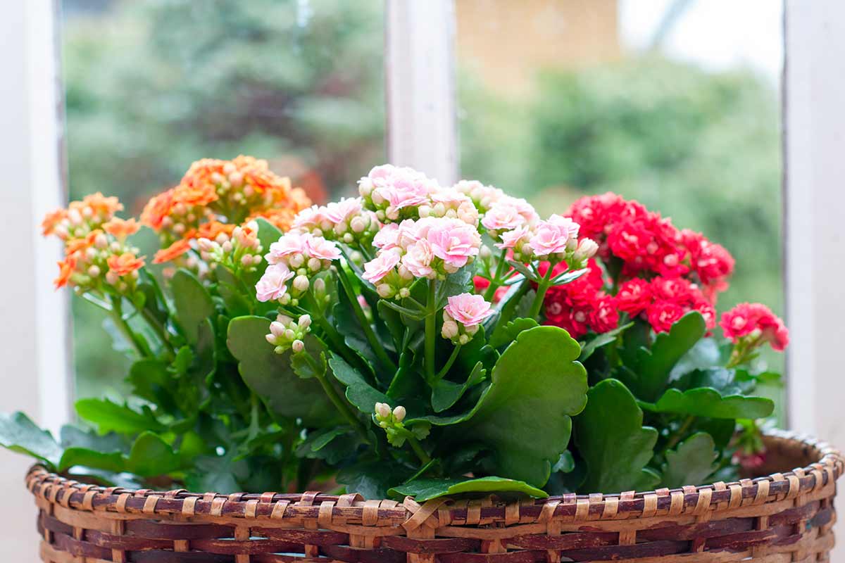 kalanchoe