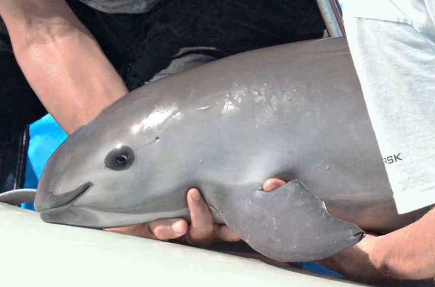 Figura 4 - Un giovane esemplare di Phocoena sinus o vaquita. [Fonte: The vaquita nears extinction (nationalgeographic.com)]