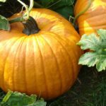 Come Cucinare la Zucca: Ricette e Tecniche