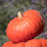 La Zucca e la Salute Oculare