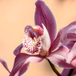 Fiore dell'orchidea