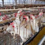 Antibiotici nel petto di pollo