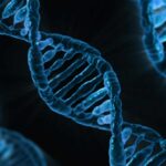 Se hai il colesterolo la colpa potrebbe essere di un gene