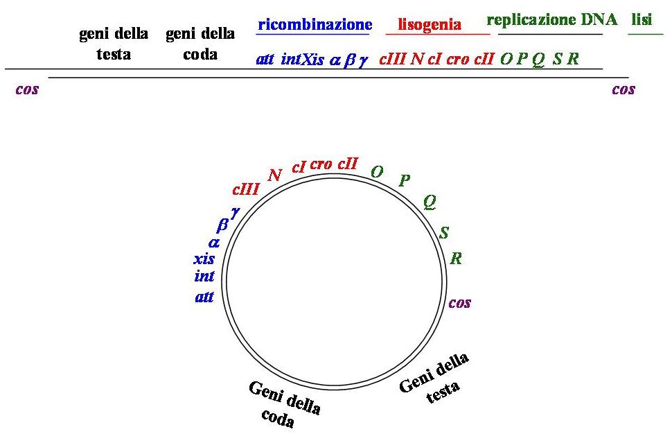 Esempio di genoma fagico, in questo caso del modello λ.