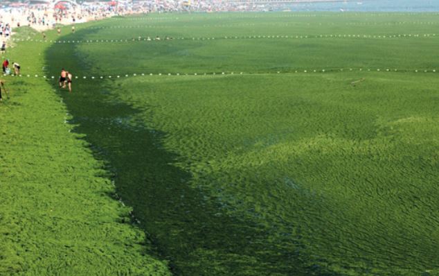 Una marea di alghe verdi