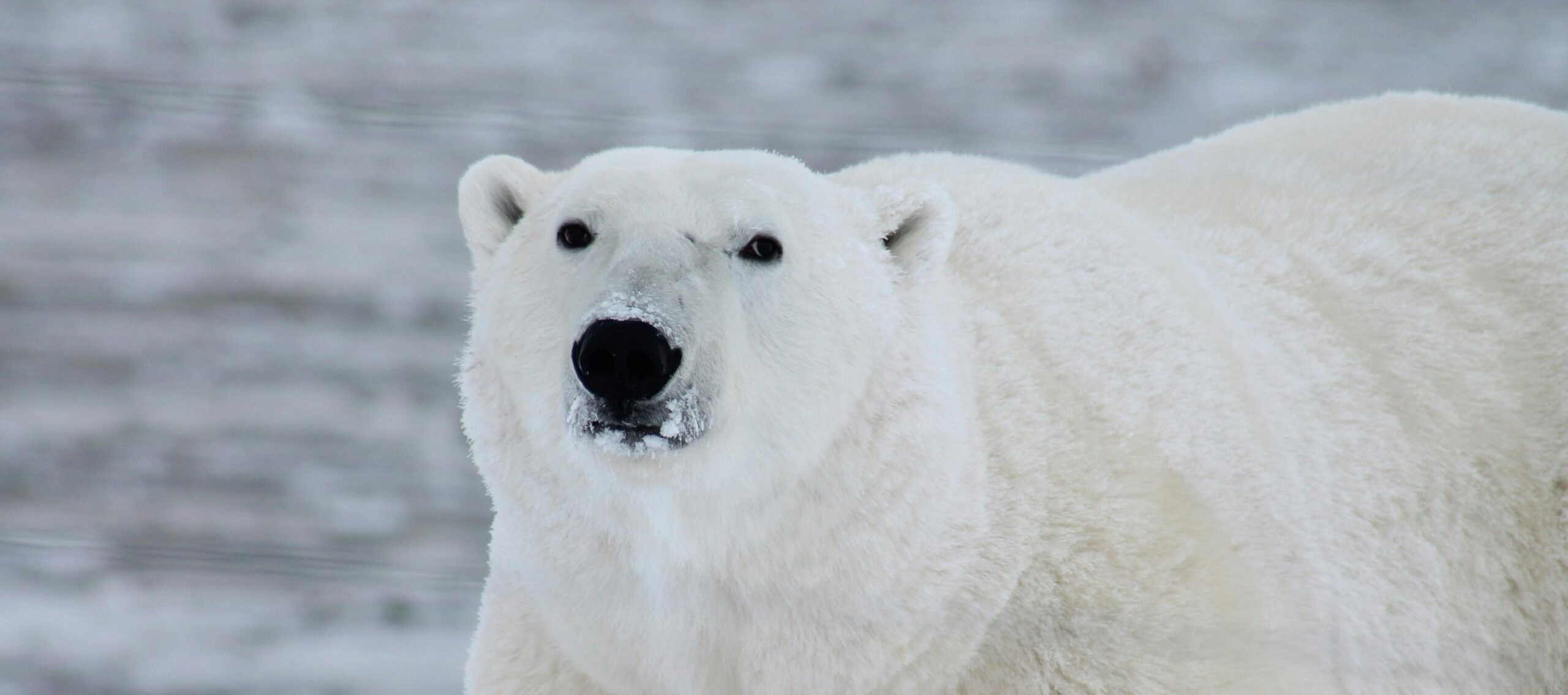 L'orso polare ha una pelliccia antighiaccio